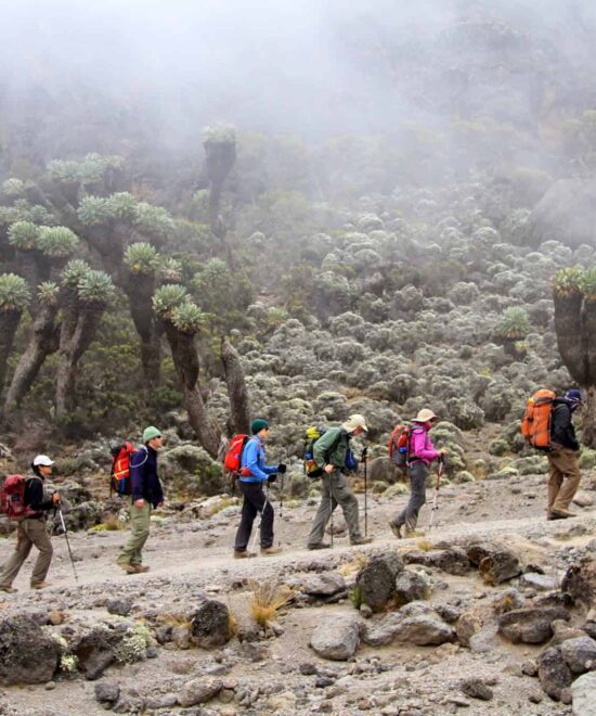 7 Days Hiking Kilimanjaro's Machame Route