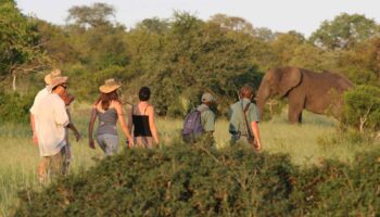 Should I Go on a Walking Safari in Tanzania?