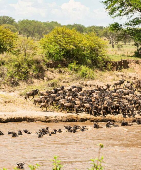 6 Days Wildebeest Migration Safari
